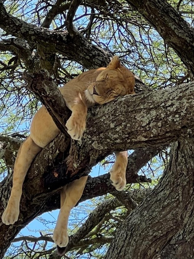 A lioness asleep, draped over the branches of a tree