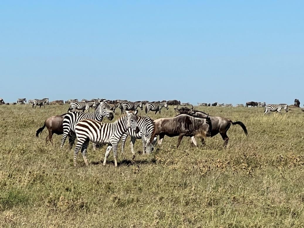 Zebras and wildebeest grazing together on the Serengeti grasslands